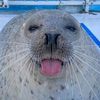 sealsareamazing._