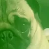 penisinipeperoni