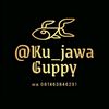 ku_jawa_guppy