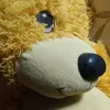 kenjtins