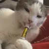 kalilzxccc