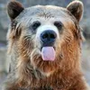 bearnas0