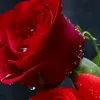 user2795108053245