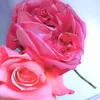 marwa97521