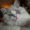 soy.the.ragdoll
