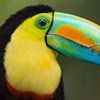 toucanbavard