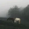 .ff2e