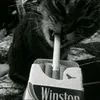 wastedx200pm