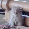 cattrap5