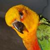 mangotheconure2