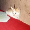yeni05382