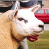 farmtok2025