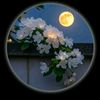 user81719020706701