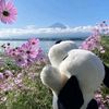 melsait_092345