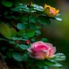 shahida.akther49