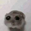 sadhamster1000