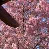 qquynhluu_35