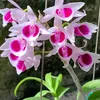 chien.pham698