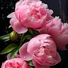 user97261208188154