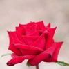 chit.hnin.khaing4