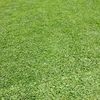 gardencrew.johann