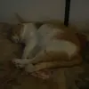 beaksahy