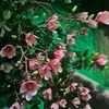 rinka_lll