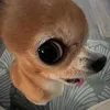 guekfnka