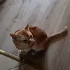 cndnxndjd7