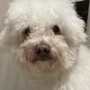 gabbo066
