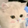linh.nek455