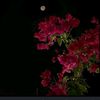 eman.mahmed468