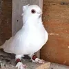 الارفلي