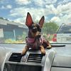pat.perro8