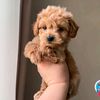 worldpuppie