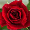 zaharmmc3sf