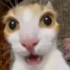 felix12398975
