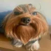 cri_nagen