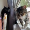2catsafrenchie