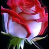 user1701614887437