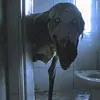 golyboi_deboshir