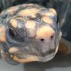 ainxietyreptiles