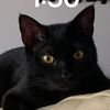 katao33