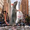 nyc_sewer_rat