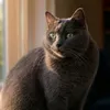 gray_cat012