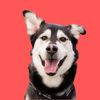 jarvythehusky