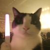 catwithbread0