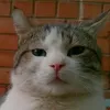rio_tat0