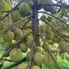 min.ty.durian