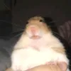 sugamatoo